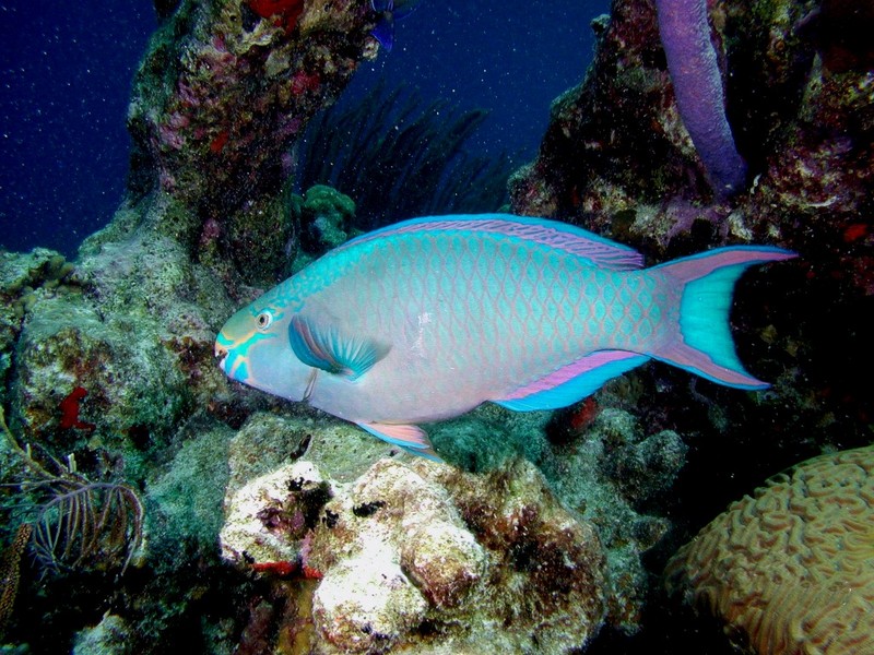 [DOT CD03] Underwater - Queen Parrotfish, Scarus vetula; DISPLAY FULL IMAGE.