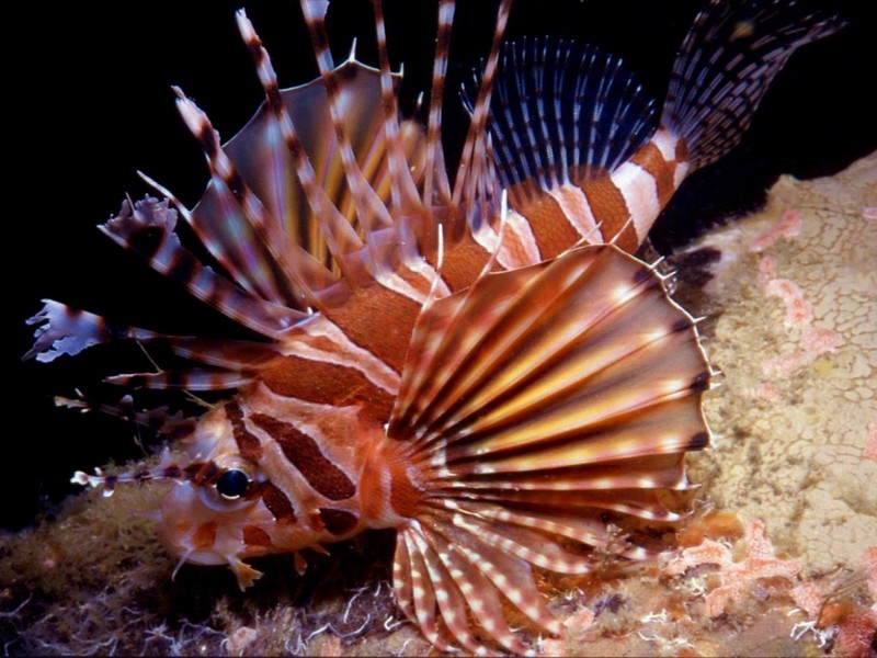 [DOT CD03] Underwater - Red Firefish (Lionfish); DISPLAY FULL IMAGE.