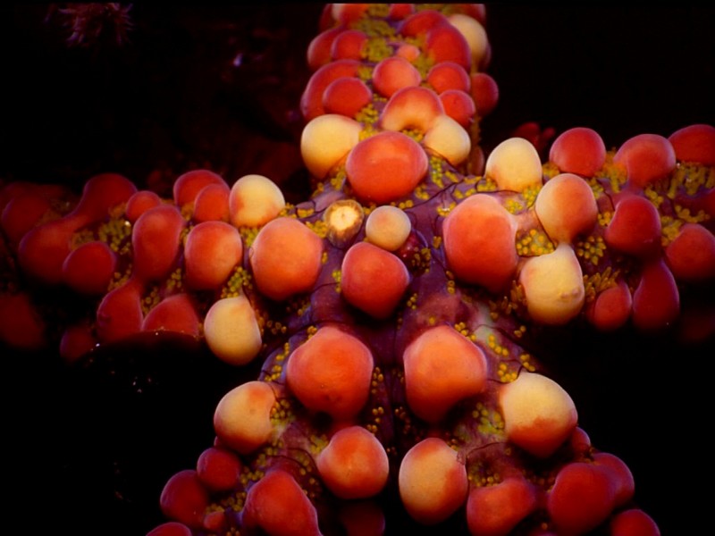 [DOT CD03] Underwater - Seastar; DISPLAY FULL IMAGE.