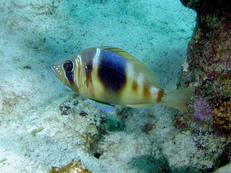 [DOT CD03] Underwater - Shy Hamlet; DISPLAY FULL IMAGE.