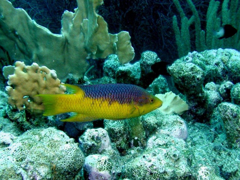[DOT CD03] Underwater - Spanish Hogfish; DISPLAY FULL IMAGE.