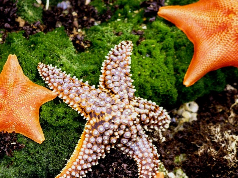 [DOT CD03] Underwater - Sea Star; DISPLAY FULL IMAGE.
