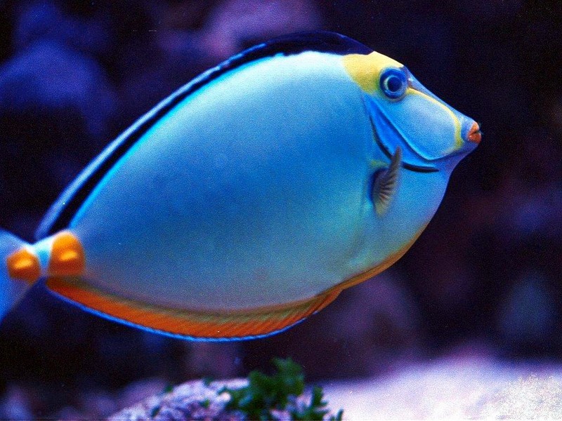 [DOT CD03] Underwater - Powder Blue Tang; DISPLAY FULL IMAGE.