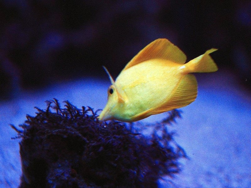 [DOT CD03] Underwater - Powder Blue Tang; DISPLAY FULL IMAGE.