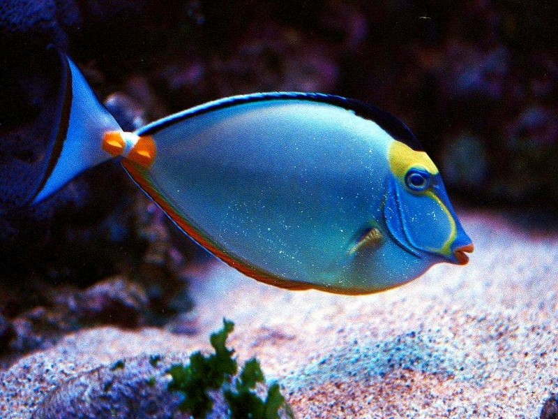 [DOT CD03] Underwater - Powder Blue Tang; DISPLAY FULL IMAGE.