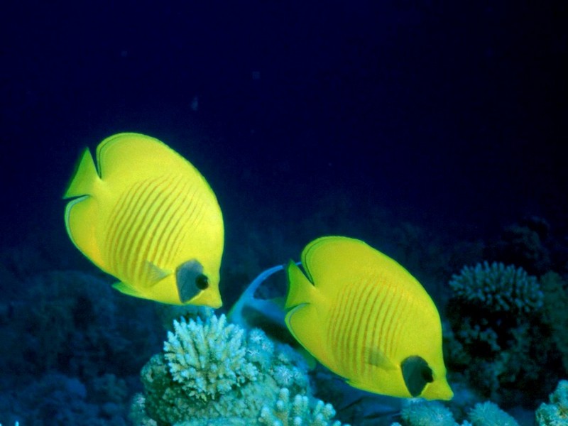 [DOT CD03] Underwater - Bluecheek Butterflyfish (Chaetodon semilarvatus) {!--홍줄가면나비돔-->; DISPLAY FULL IMAGE.