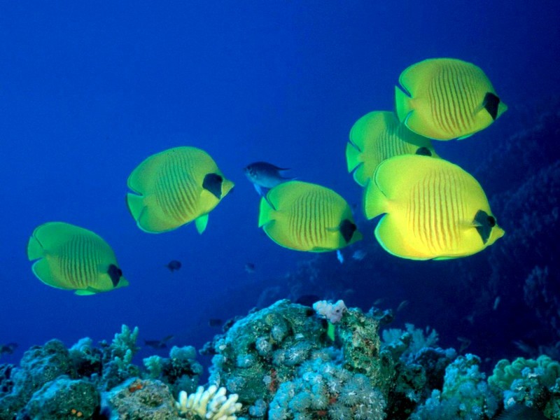 [DOT CD03] Underwater - Bluecheek Butterflyfish (Chaetodon semilarvatus) {!--홍줄가면나비돔-->; DISPLAY FULL IMAGE.