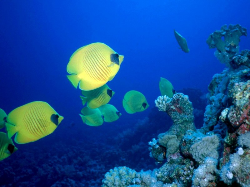 [DOT CD03] Underwater - Bluecheek Butterflyfish (Chaetodon semilarvatus) {!--홍줄가면나비돔-->; DISPLAY FULL IMAGE.