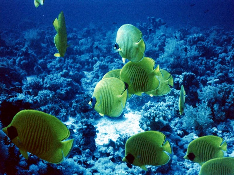 [DOT CD03] Underwater - Bluecheek Butterflyfish (Chaetodon semilarvatus) {!--홍줄가면나비돔-->; DISPLAY FULL IMAGE.