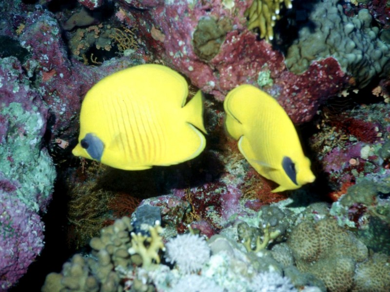 [DOT CD03] Underwater - Bluecheek Butterflyfish (Chaetodon semilarvatus) {!--홍줄가면나비돔-->; DISPLAY FULL IMAGE.