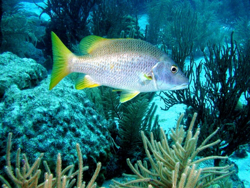 [DOT CD03] Underwater - Yellowfin Snapper; DISPLAY FULL IMAGE.