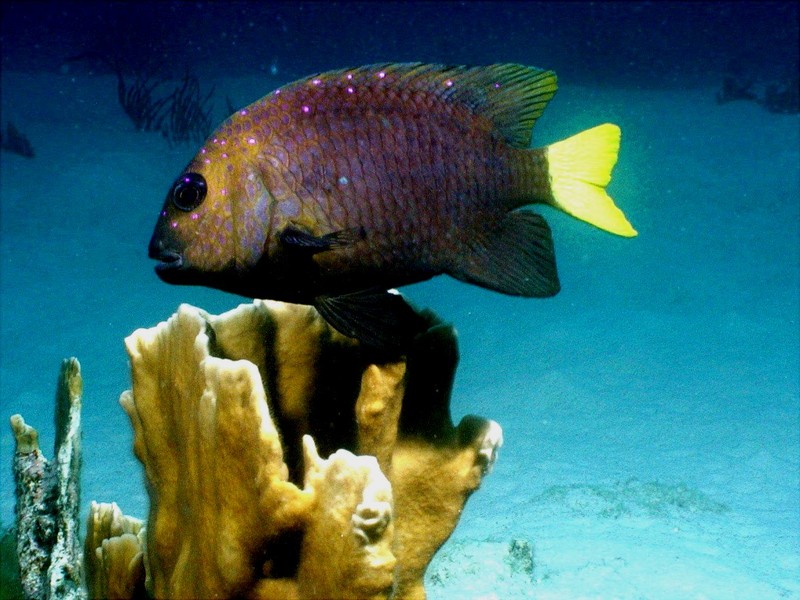 [DOT CD03] Underwater - Yellowtail Damselfish; DISPLAY FULL IMAGE.