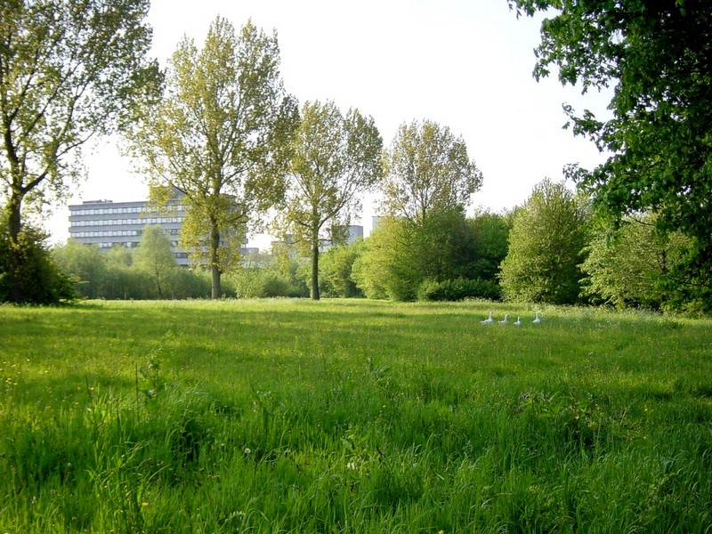 [DOT CD04] Belgium - Antwerp University - Goose; DISPLAY FULL IMAGE.