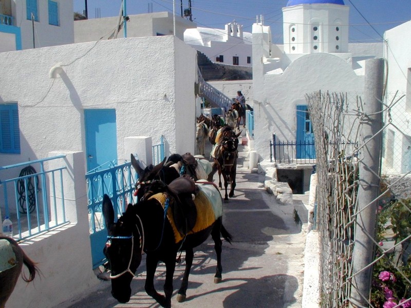 [DOT CD04] Greece - Santorini - Donkeys; DISPLAY FULL IMAGE.