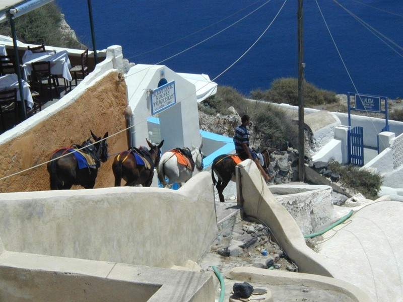 [DOT CD04] Greece - Santorini - Donkeys; DISPLAY FULL IMAGE.