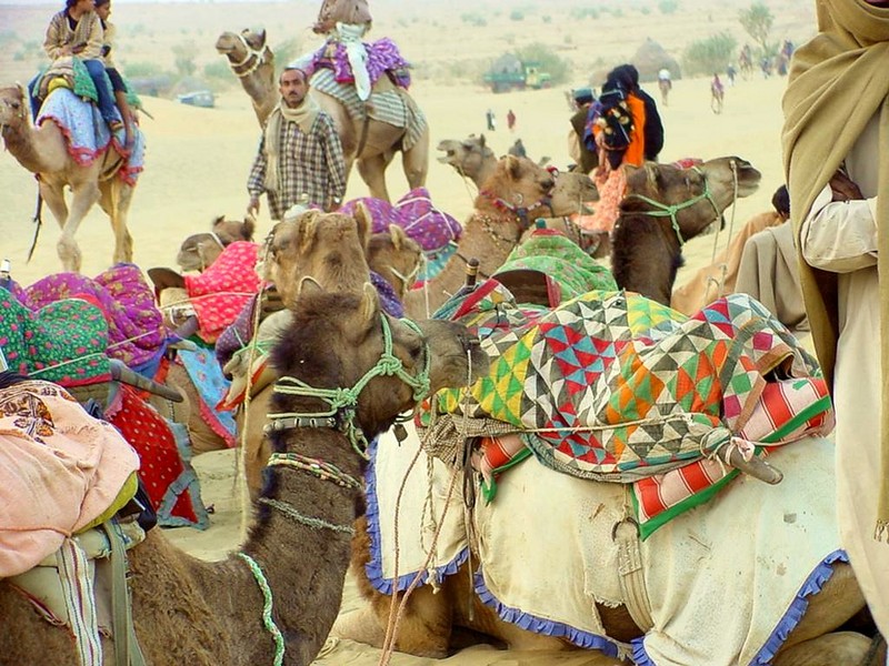[DOT CD04] India - Sam_Desert - Camels; DISPLAY FULL IMAGE.