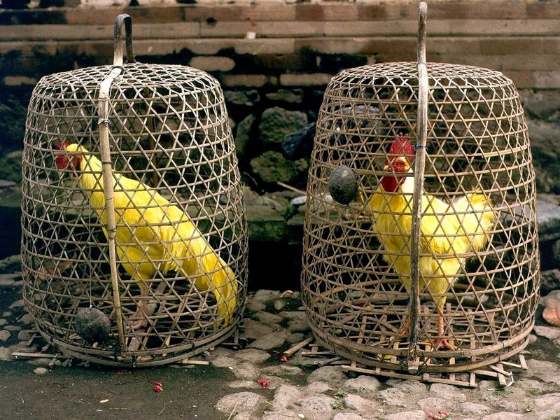 [DOT CD04] Indonesia - Bali - Golden Chickens; DISPLAY FULL IMAGE.