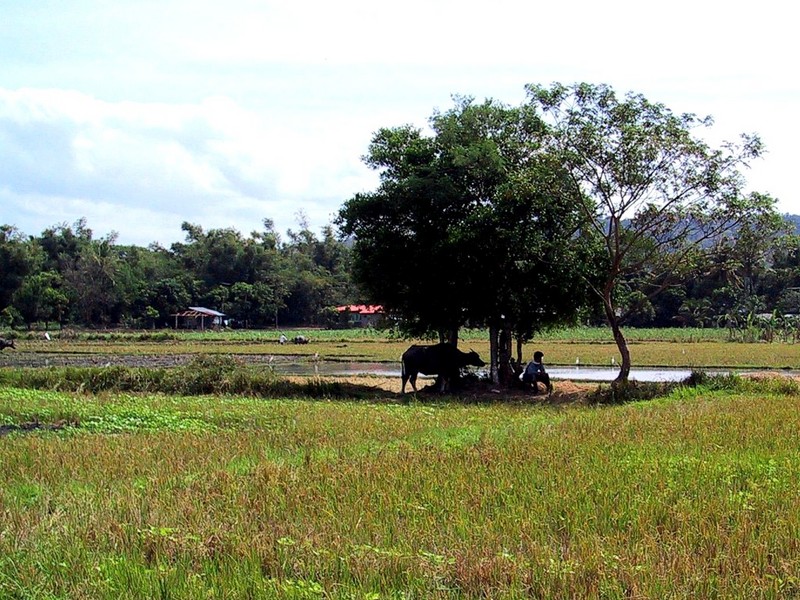 [DOT CD04] Philippines - Boracay - Cow; DISPLAY FULL IMAGE.