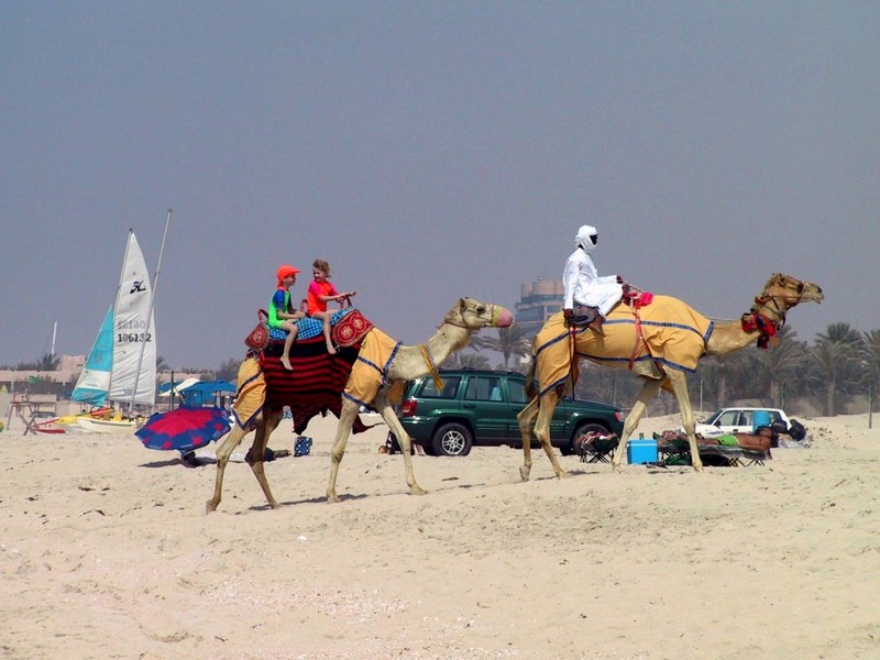 [DOT CD04] United Arab Emirates - Dubai Beach Life - Camels; DISPLAY FULL IMAGE.