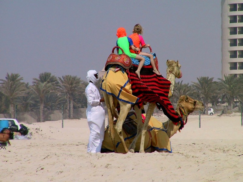[DOT CD04] United Arab Emirates - Dubai Beach Life - Camels; DISPLAY FULL IMAGE.