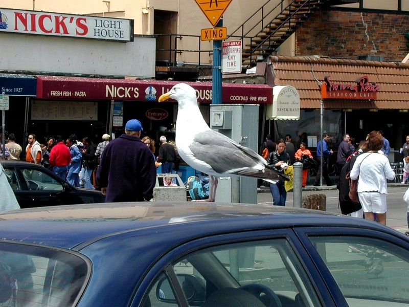 [DOT CD05] California - San Francisco Fisherman's Wharf - Herring Gull; DISPLAY FULL IMAGE.