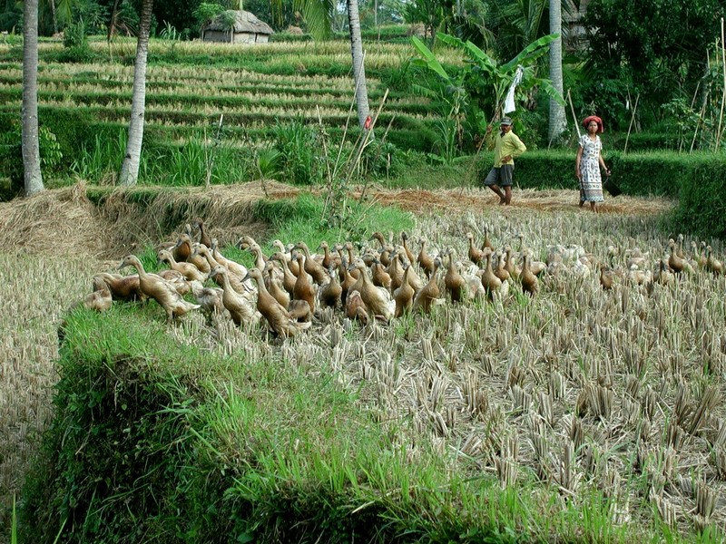 [DOT CD05] Indonesia Bali - Domestic Ducks; DISPLAY FULL IMAGE.