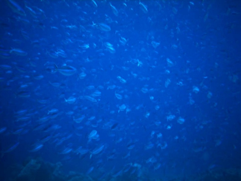 [DOT CD05] Maldives - Fishes; DISPLAY FULL IMAGE.
