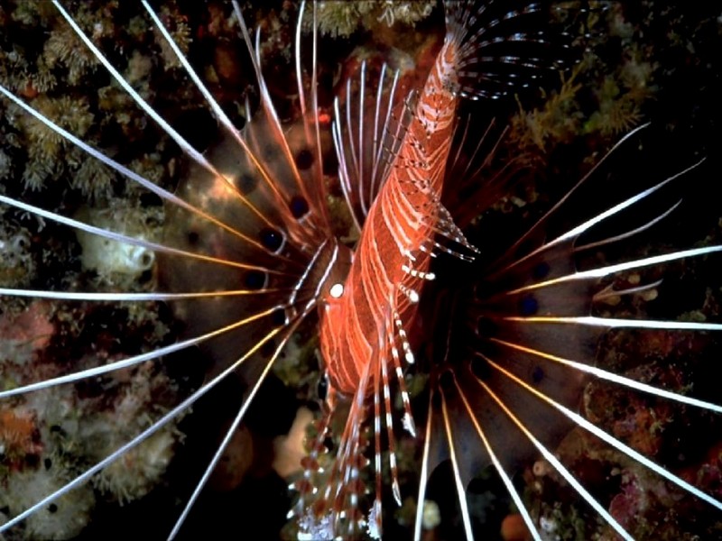 [DOT CD05] Maldives - Lionfish; DISPLAY FULL IMAGE.