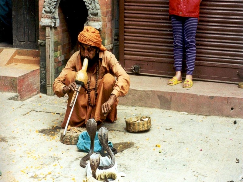 [DOT CD05] Nepal Kathmandu - Cobras; DISPLAY FULL IMAGE.