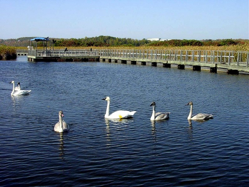 [DOT CD05] Ontario Wye Marsh - Trumpeter Swan family; DISPLAY FULL IMAGE.