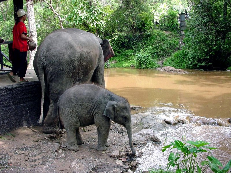 [DOT CD05] Thailand Northern Districts - Thai Elephants; DISPLAY FULL IMAGE.