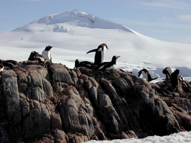 [DOT CD06] Antarctica - Gentoo Penguins; DISPLAY FULL IMAGE.