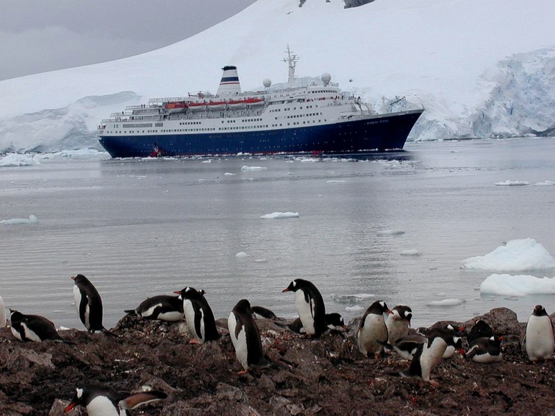 [DOT CD06] Antarctica - Gentoo Penguins; DISPLAY FULL IMAGE.