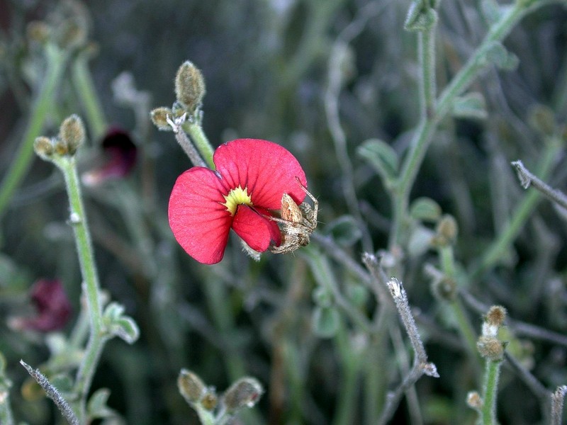 [DOT CD06] Australia - Northern Territory - Flower & Spider; DISPLAY FULL IMAGE.