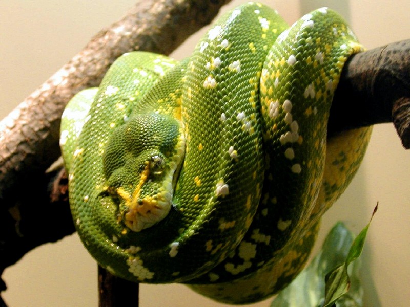 [DOT CD06] Ohio Toledo Zoo - Green Tree Python; DISPLAY FULL IMAGE.