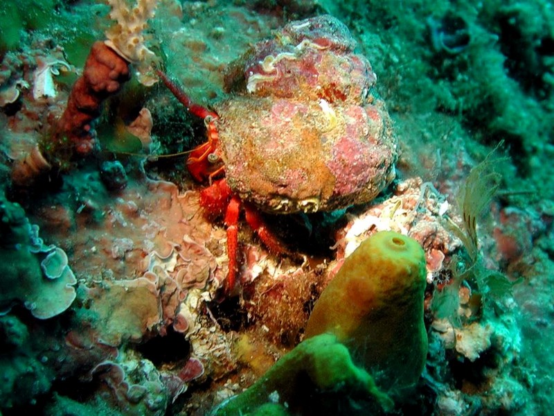 [DOT CD06] Underwater - Spain Cape Creus - Hermit Crab; DISPLAY FULL IMAGE.