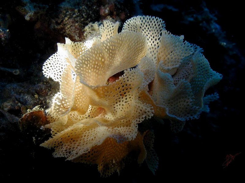 [DOT CD06] Underwater - Spain Cape Creus - Sponge?; DISPLAY FULL IMAGE.