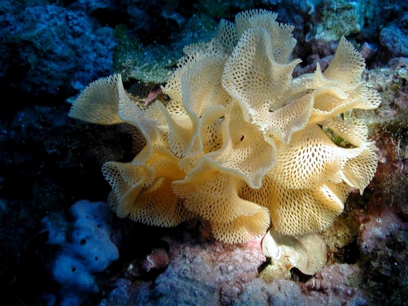[DOT CD06] Underwater - Spain Cape Creus - Sponge?; DISPLAY FULL IMAGE.