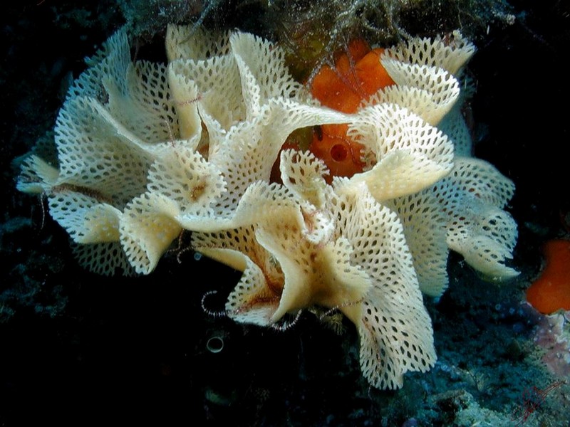 [DOT CD06] Underwater - Spain Cape Creus - Sponge?; DISPLAY FULL IMAGE.