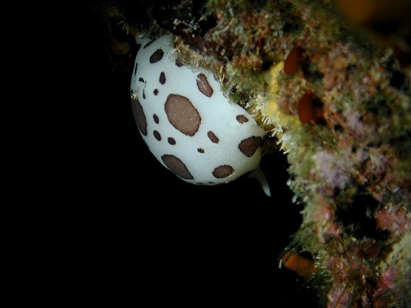 [DOT CD06] Underwater - Spain Cape Creus - Flamingo's Tongue?; DISPLAY FULL IMAGE.