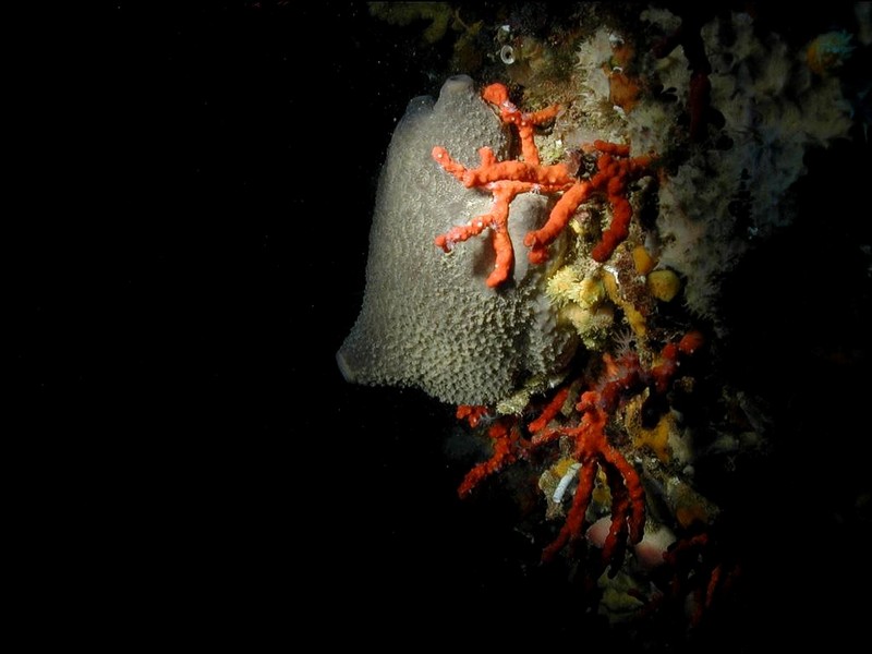 [DOT CD06] Underwater - Spain Cape Creus - Sponge?; DISPLAY FULL IMAGE.