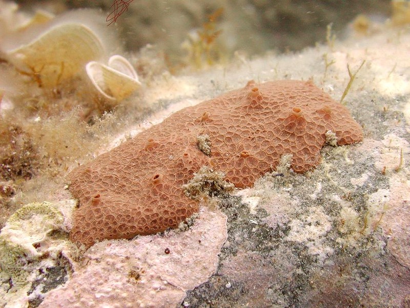 [DOT CD06] Underwater - Spain Cape Creus - Sponge?; DISPLAY FULL IMAGE.