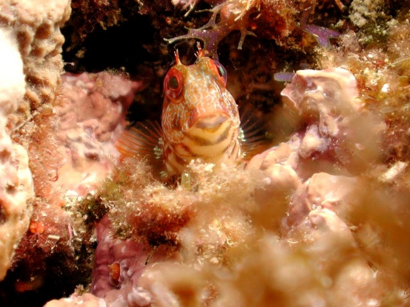 [DOT CD06] Underwater - Spain Cape Creus - Blenny?; DISPLAY FULL IMAGE.
