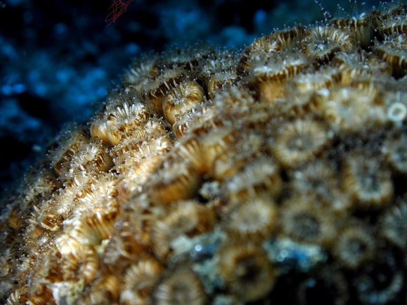 [DOT CD06] Underwater - Spain Cape Creus - Sponge?; DISPLAY FULL IMAGE.