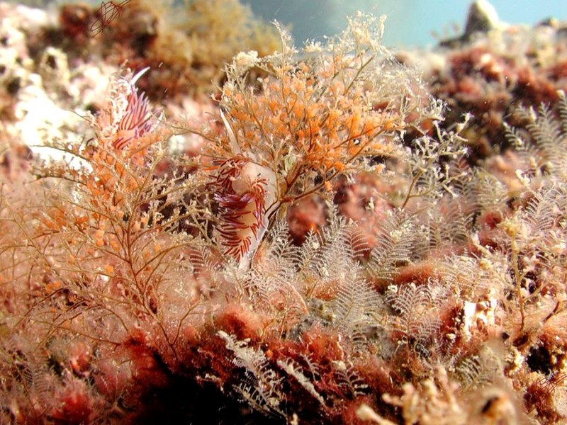 [DOT CD06] Underwater - Spain Cape Creus - Nudibranch; DISPLAY FULL IMAGE.