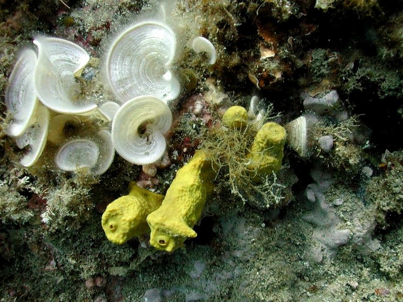 [DOT CD06] Underwater - Spain Cape Creus - Sponge?; DISPLAY FULL IMAGE.