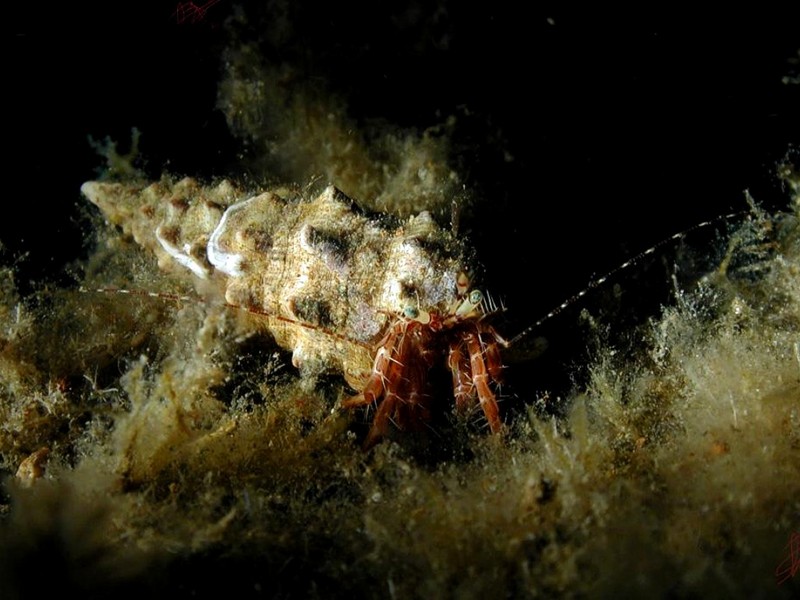 [DOT CD06] Underwater - Spain Cape Creus - Hermit Crab; DISPLAY FULL IMAGE.