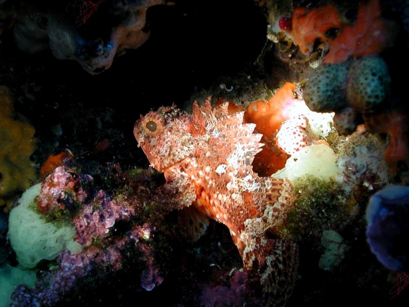 [DOT CD06] Underwater - Spain Cape Creus - Rockfish?; DISPLAY FULL IMAGE.
