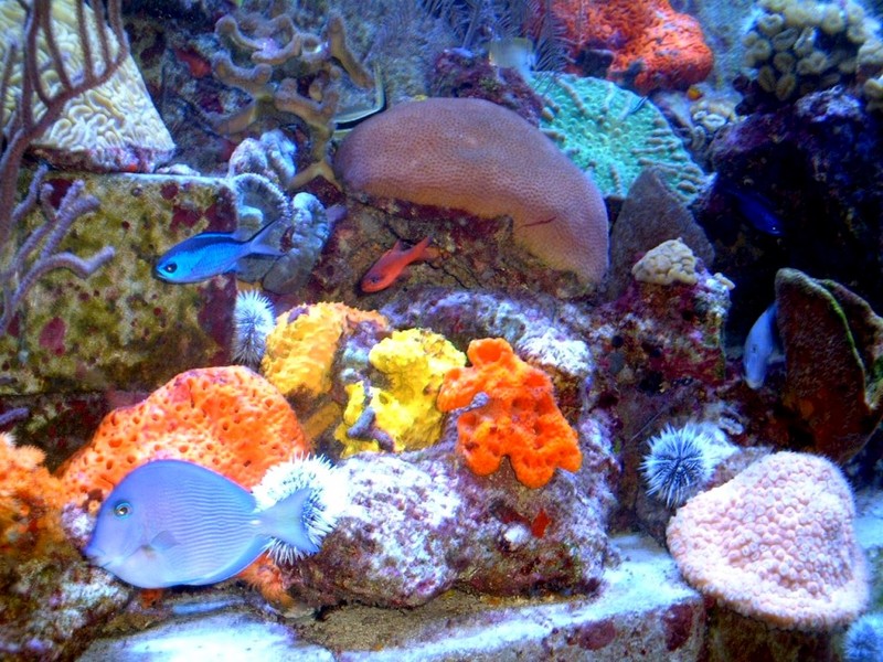 [DOT CD07] Bahamas Paradise Island - Fishes; DISPLAY FULL IMAGE.
