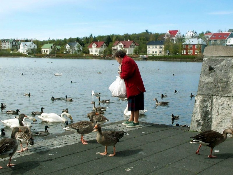 [DOT CD07] Iceland Reykjavik - Geese; DISPLAY FULL IMAGE.